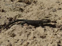 Levendbarende hagedis [Zootoca vivipara]